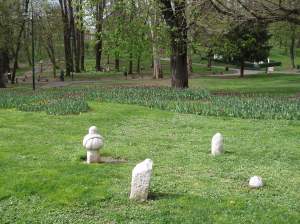 tulips in the cemetery
