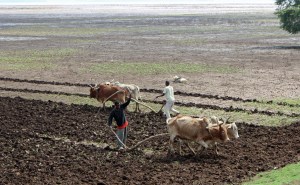 ploughing the fields
