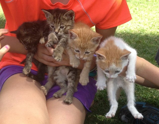 kittens cropped